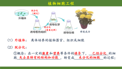 植物細胞工程 從細胞到完整植株的奧秘